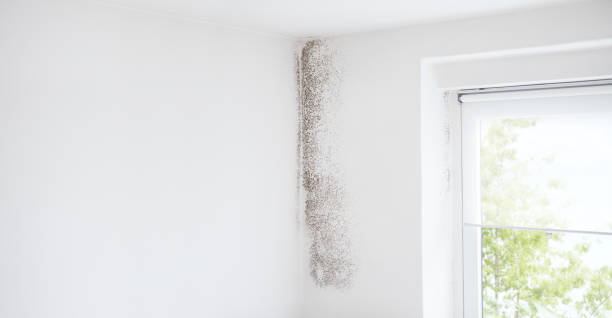 North Canton, OH Mold Removal Company